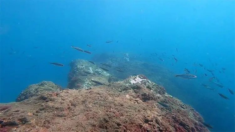 buceo en la herradura